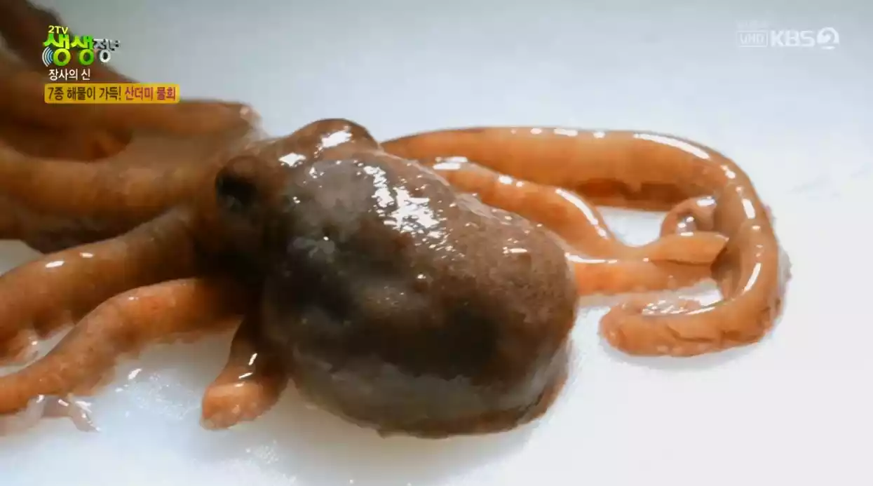 낙지