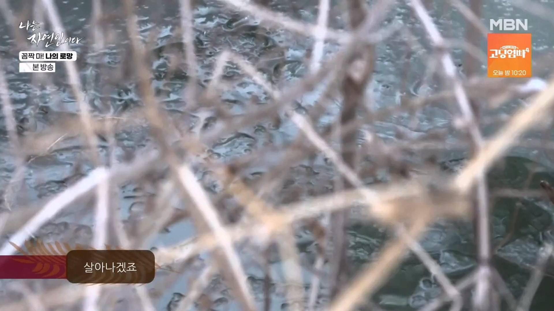 나는 자연인이다.E598.240320p-NEXT.mp4_20240321_202629.715.jpg