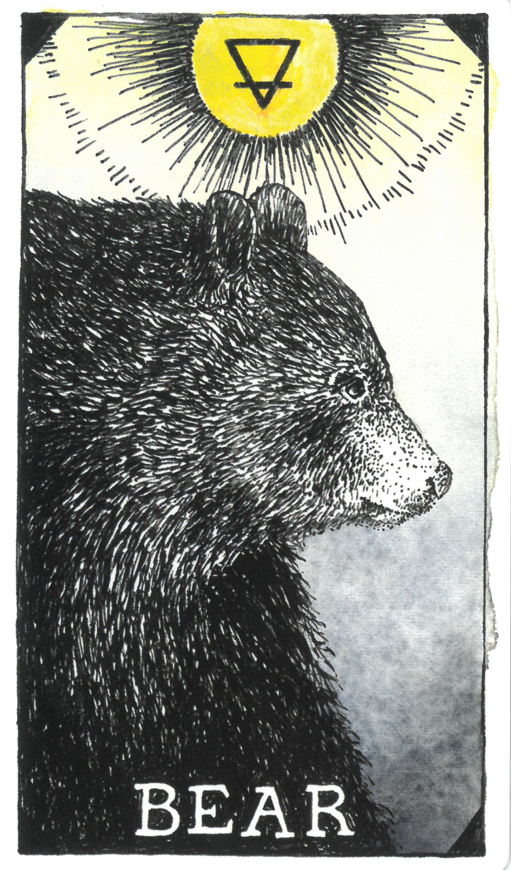 와일드언노운애니멀스피릿]The Wild Unknown Animal Spirit Bear 곰 해석 및 의미