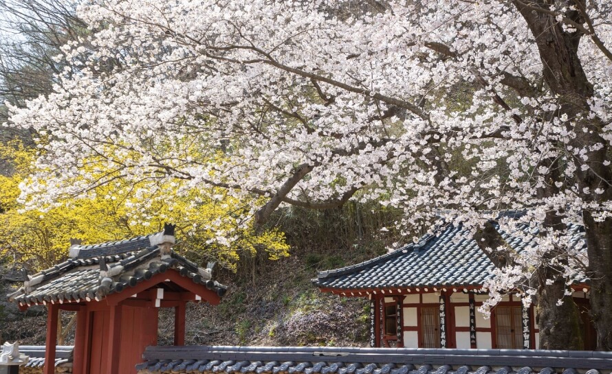 구례-300리-벚꽃축제-전경