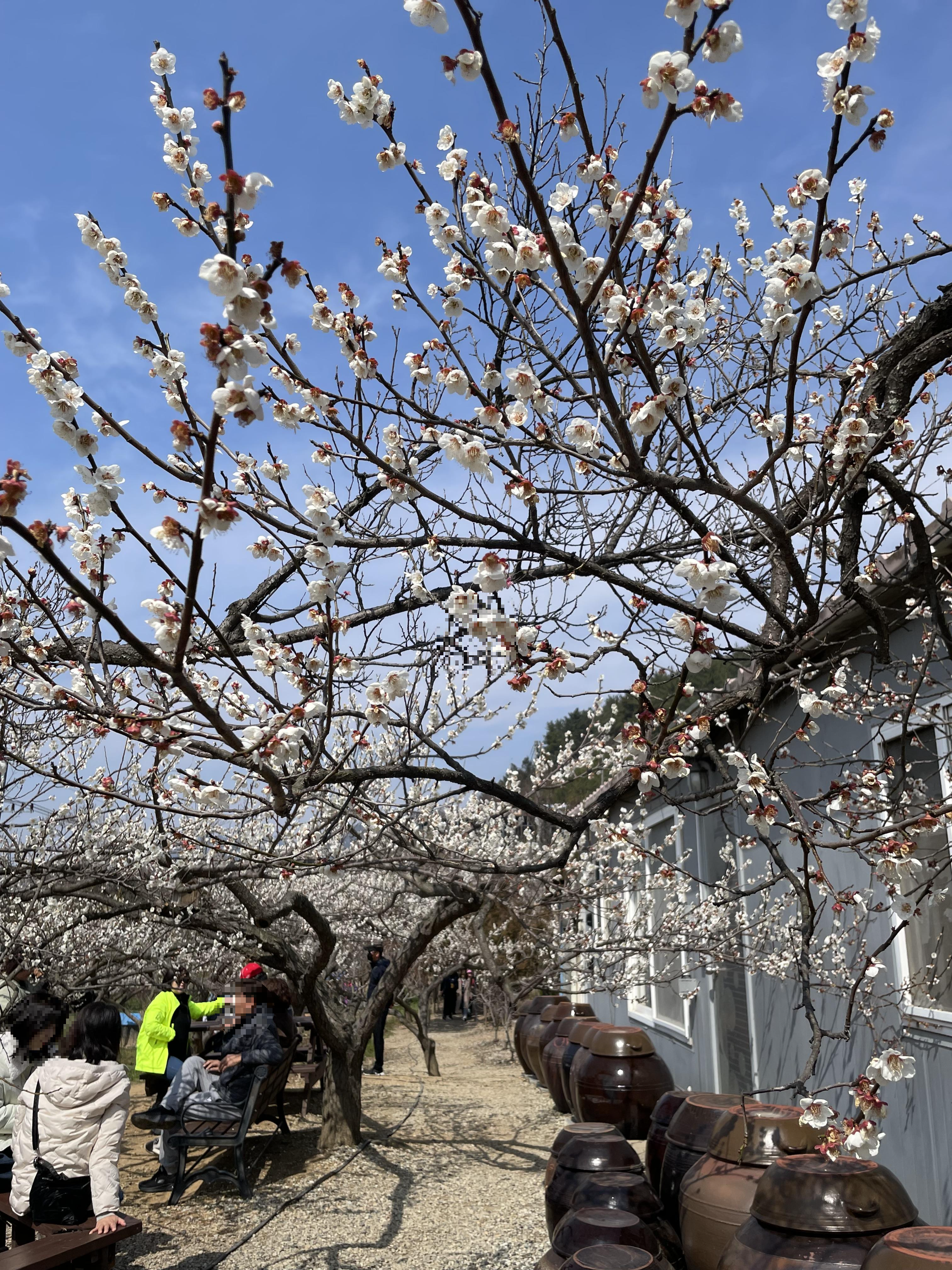 매화축제 꽃