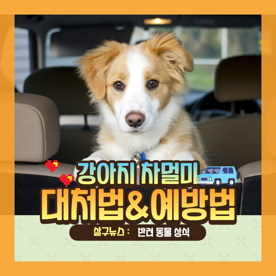 강아지 차 멀미 예방법과 대처법 (+ 증상 드라이브 휴식 간격 간식)