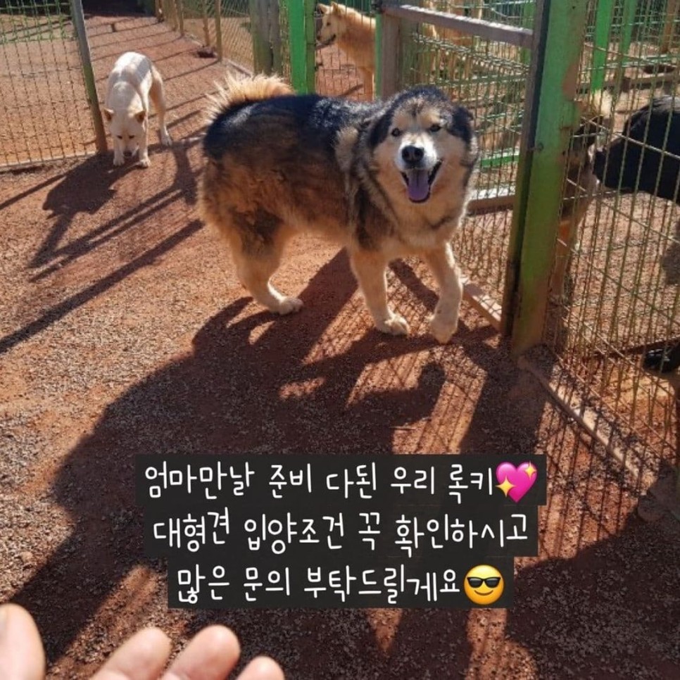 순둥이 록키의 가족찾기 대형견 유기견입양 말라뮤트 5