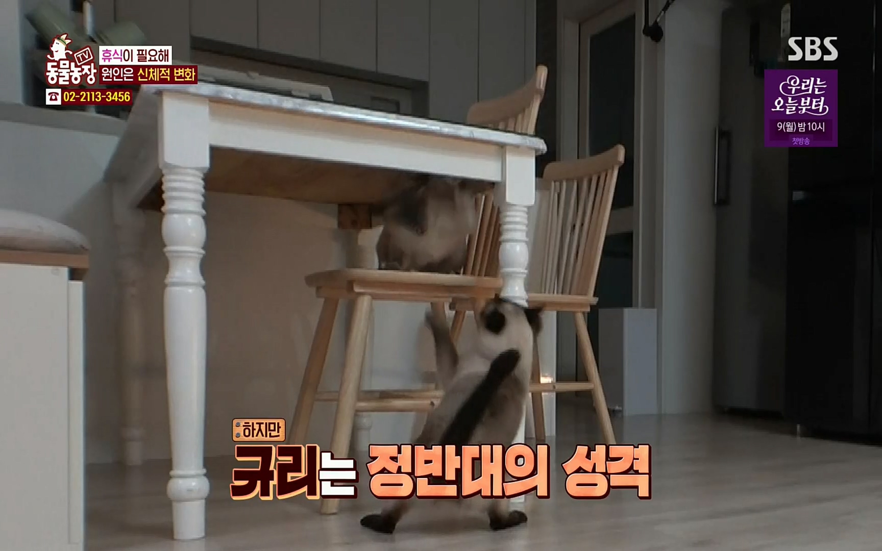 TV 동물농장.E1067.220501p.H264-F1RST.mp4_20220501_183115.552.jpg
