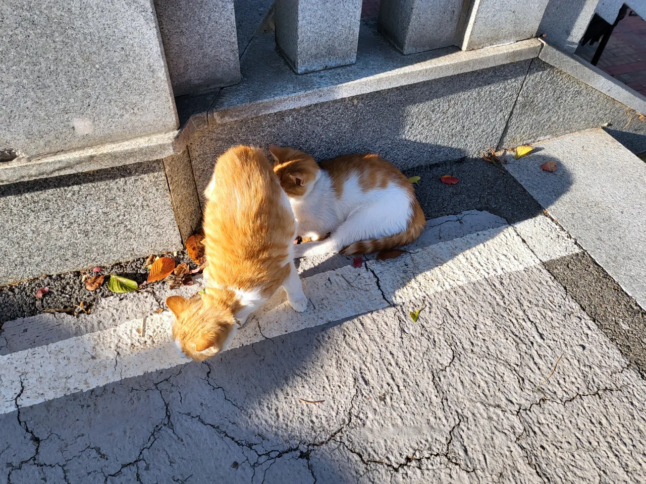 영월-고씨굴-매표소고양이