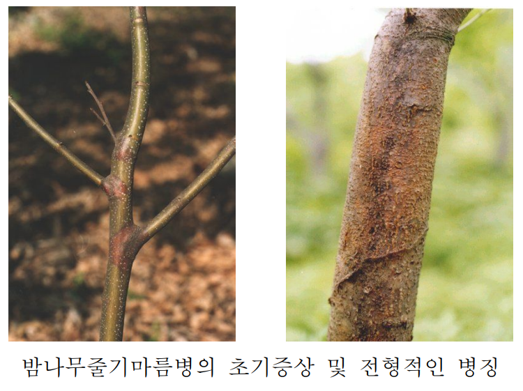  줄기마름병