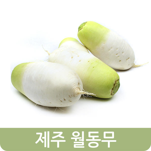 월동무2