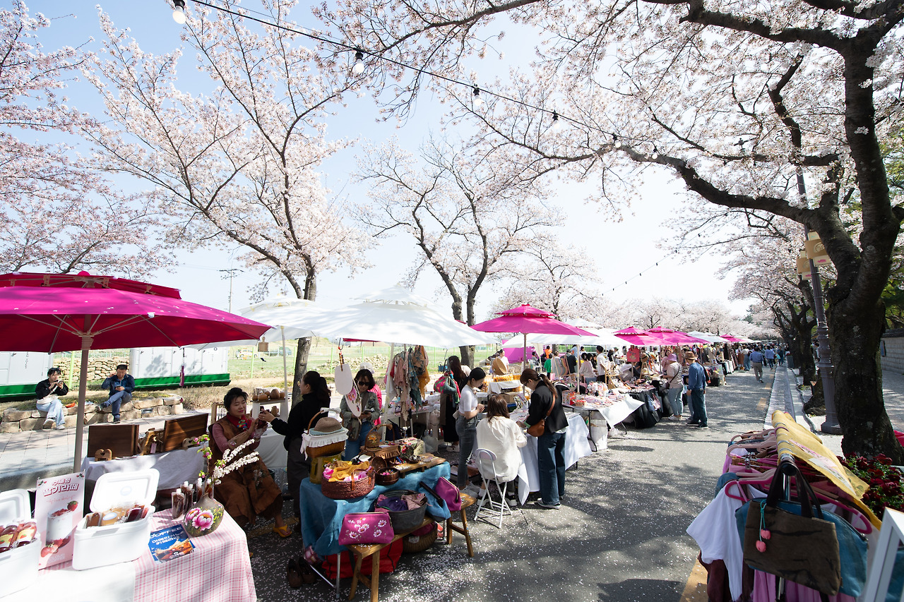 경주 벚꽃축제