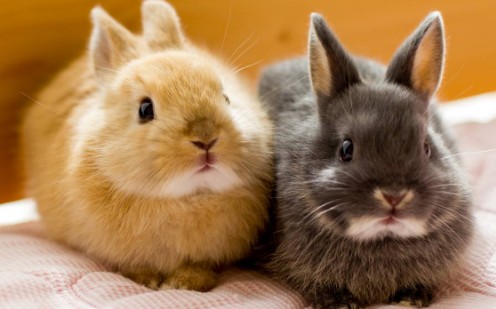 두 마리 토끼