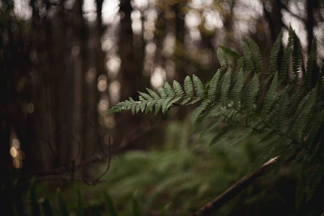 'Nature'