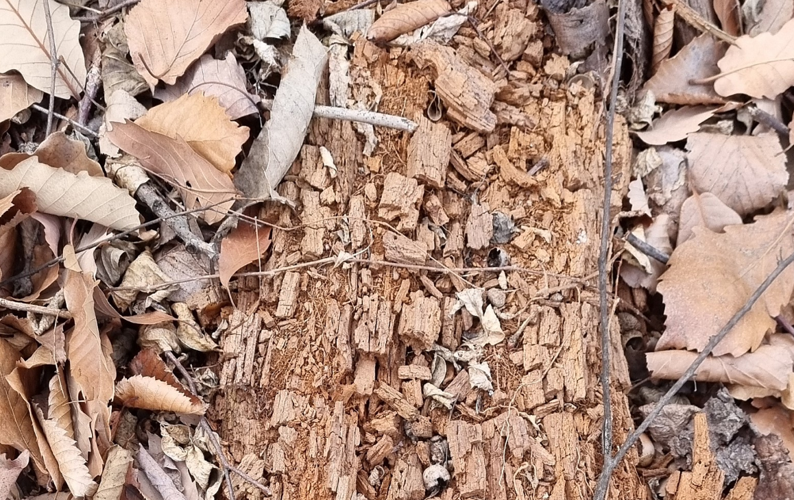  갈색부후(褐色腐朽; brown rot, 대부분 담자균문)