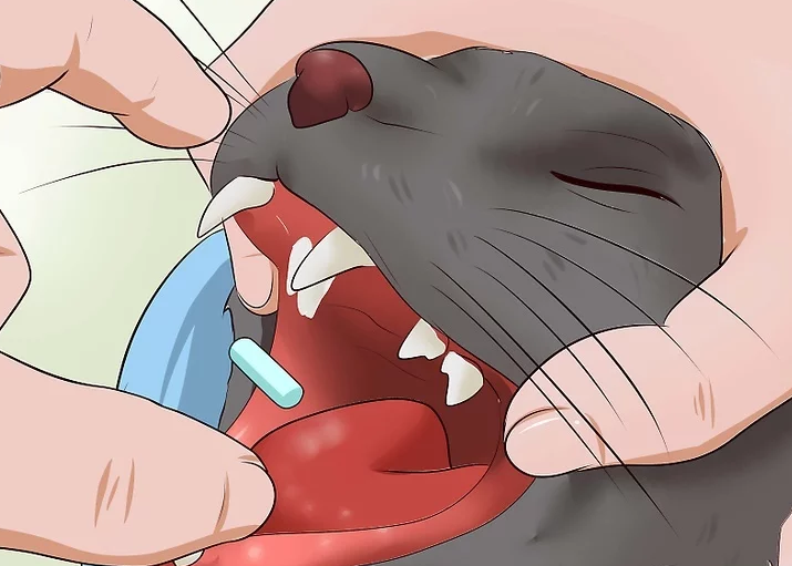  [고양이 정보] 고양이 알약/물약 먹이는 방법(투약 방법)