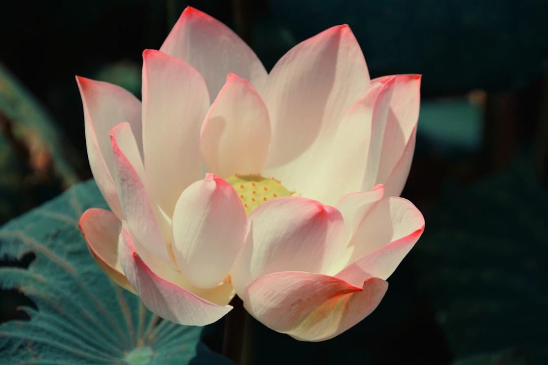 Lotus.