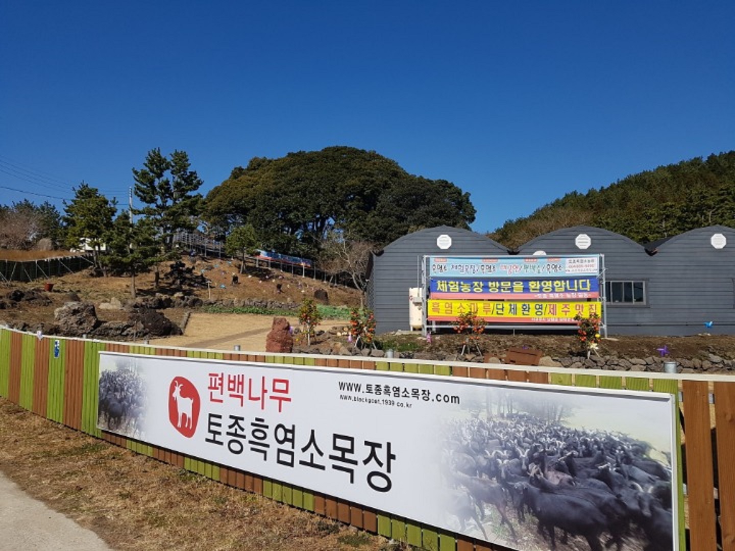 우리흑염소 사진 6
