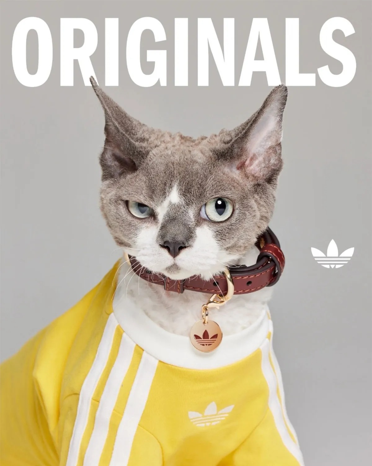 adidas Originals Is Dropping Apparel And Accessories For Pets