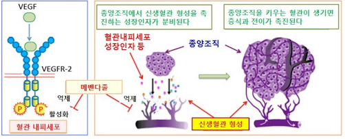 메벤다졸 기능