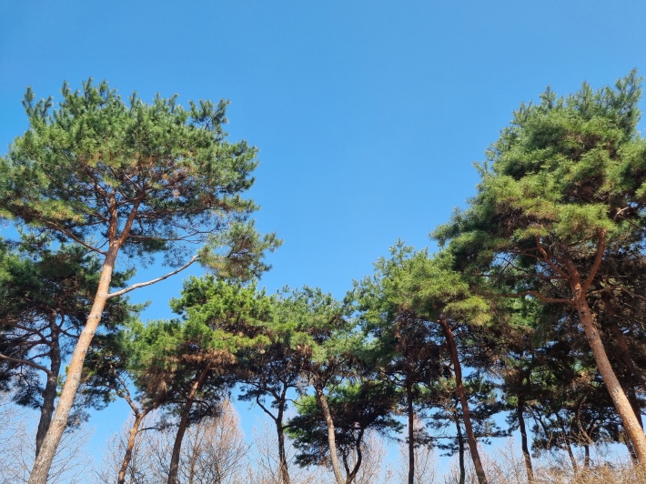 소나무-숲