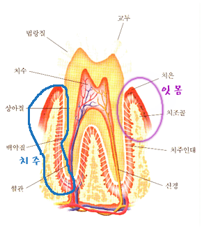  이가 시릴 때 사용하는 치약 - 시린메드 & 센소다인