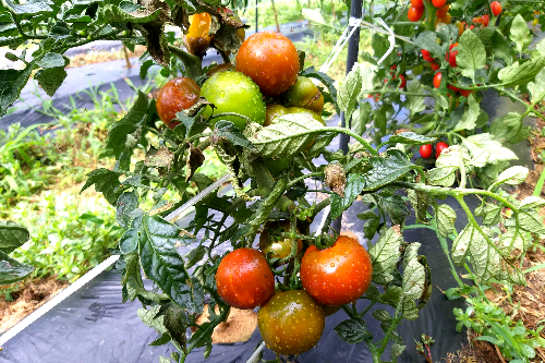 흑토마토-수확시기-토마터재배법