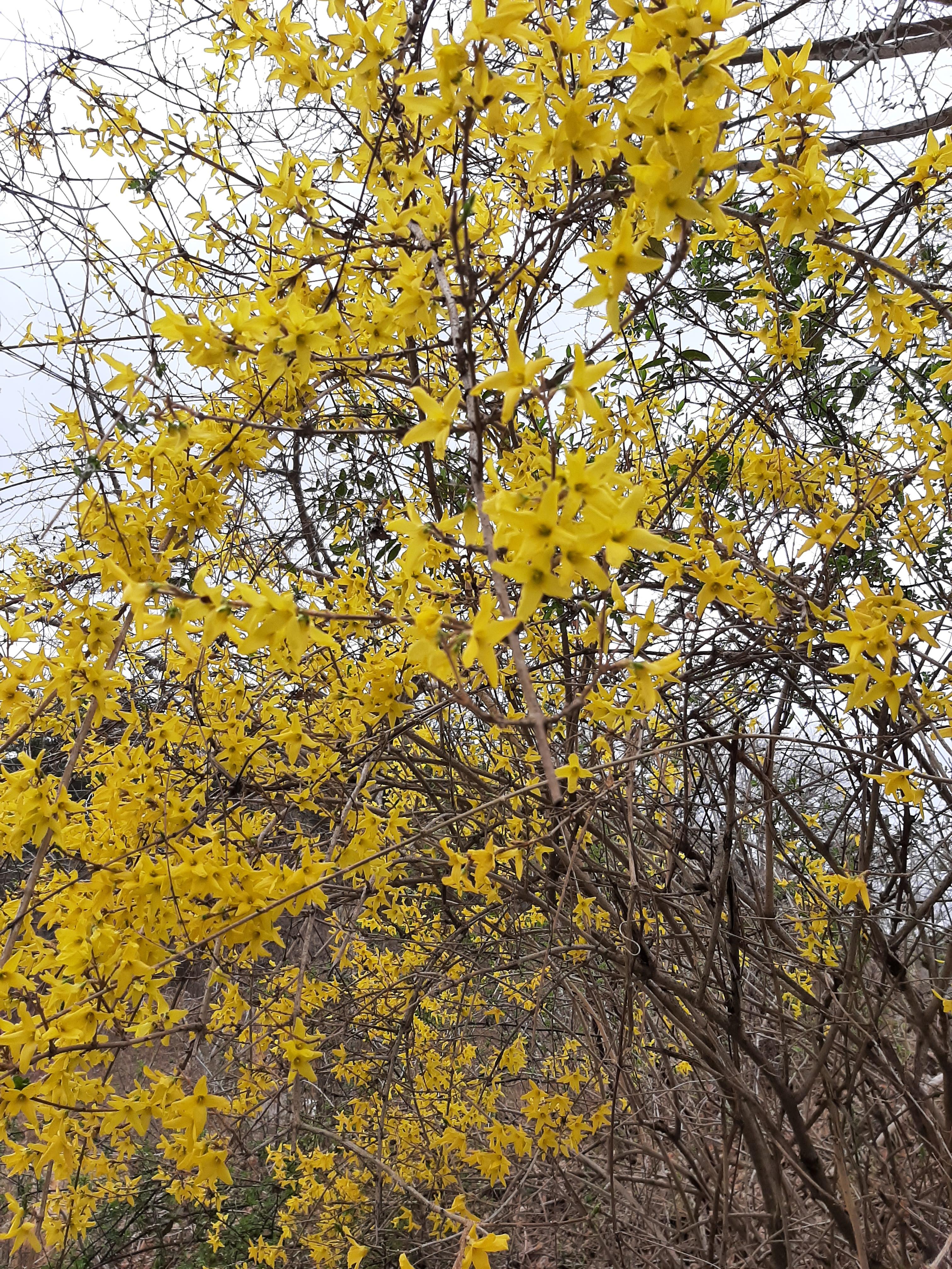 봄꽃 목련과 벚꽃이 한창입니다 / 꽃길만 걸으면 (03/23/22) 40