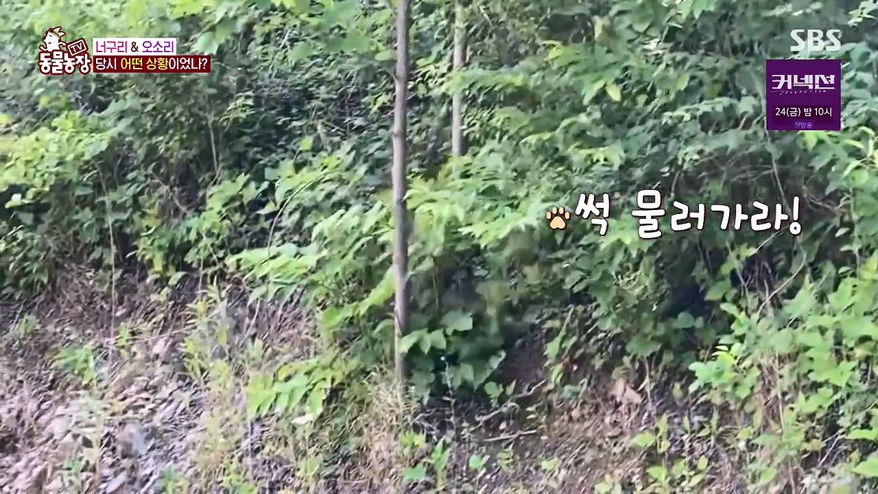 TV 동물농장.E1172.240520p-NEXT.mp4_20240519_163613.657.jpg