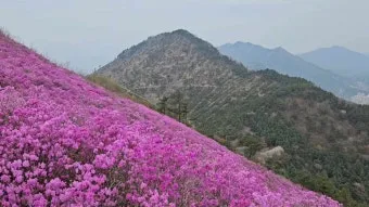 천주산 진달래축제 등산코스 맛집_21