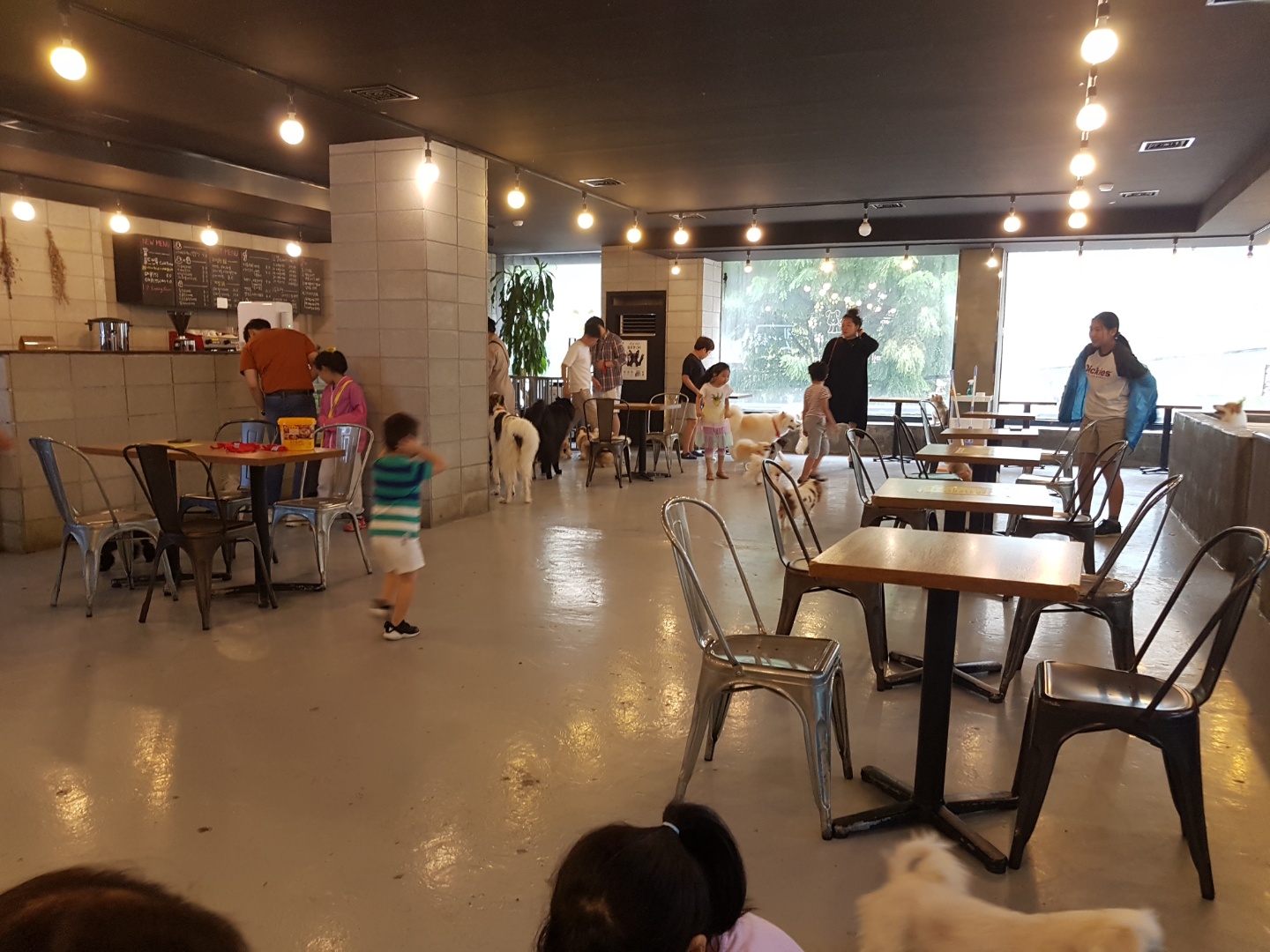  성남 애견카페 펫아일럿에서 힐링하기