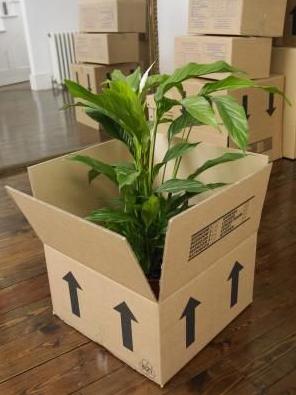 이사짐싸기 : 식물 포장