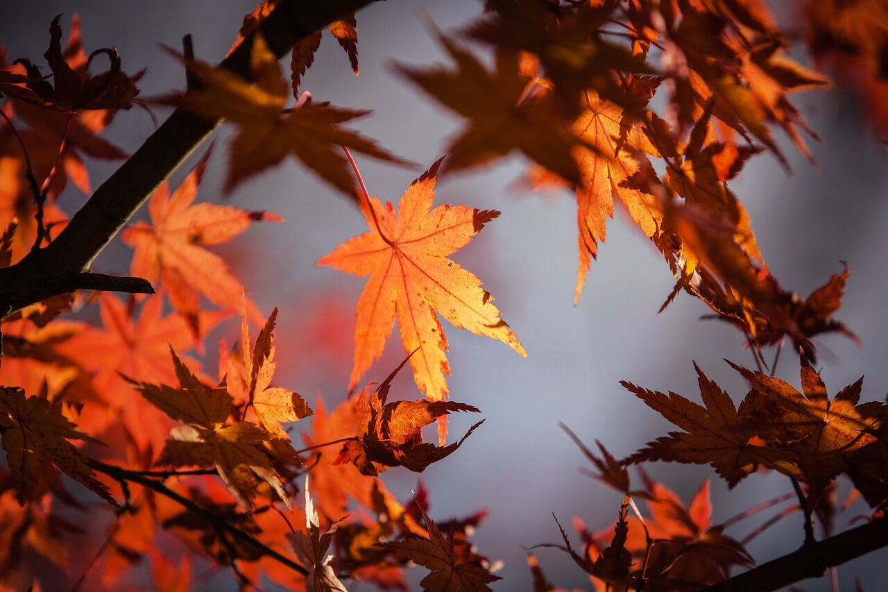 화담숲 가을 단풍 축제 입장권 모노레일 예매 방법