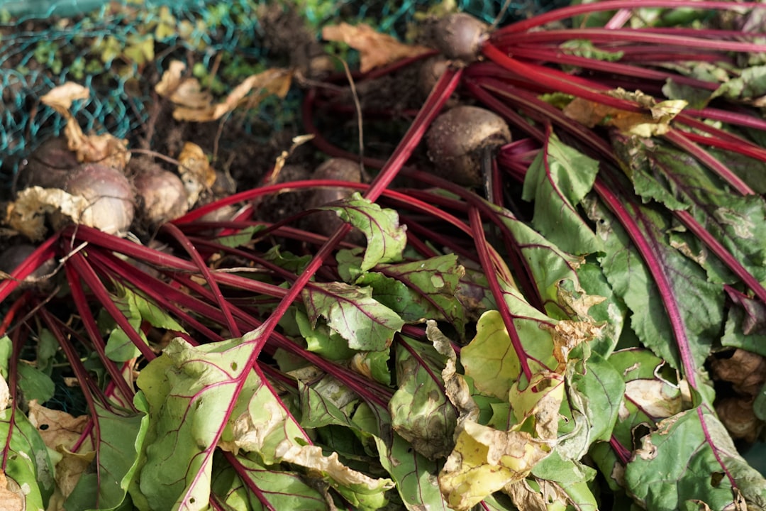 Beetroot