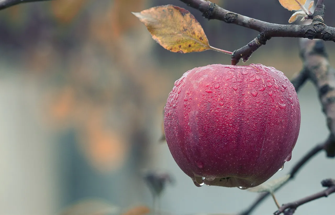 식이섬유가 많은 과일 - 사과