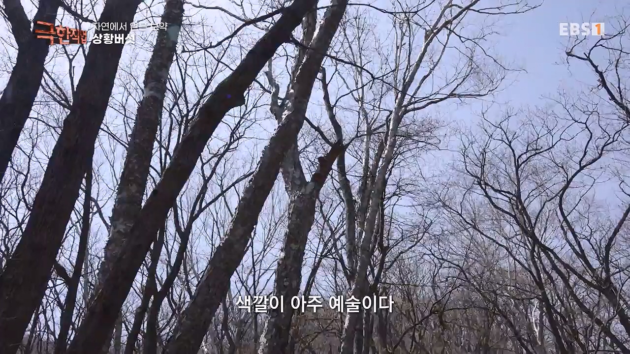 TV - 전 국민의 평생학교 EBS자연에서 얻은 보약, 상황버섯과 산나물, 쌍화차.mp4_20240615_172243.603.jpg