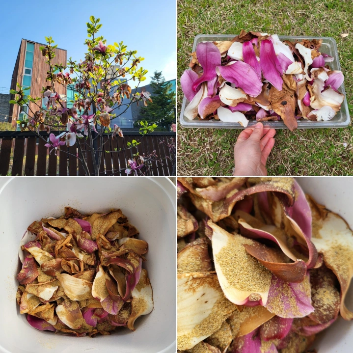 봄의-자목련꽃과-음식물-쓰레기통