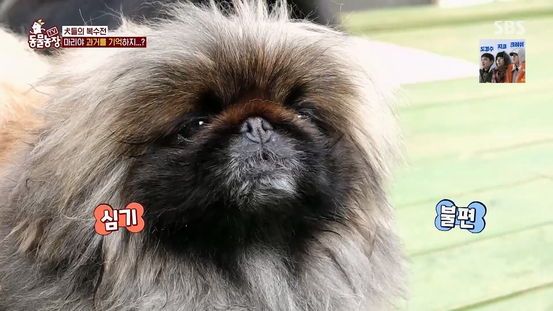 TV 동물농장.E1110.230305p.H264-F1RST.mp4_20230305_183158.574.jpg