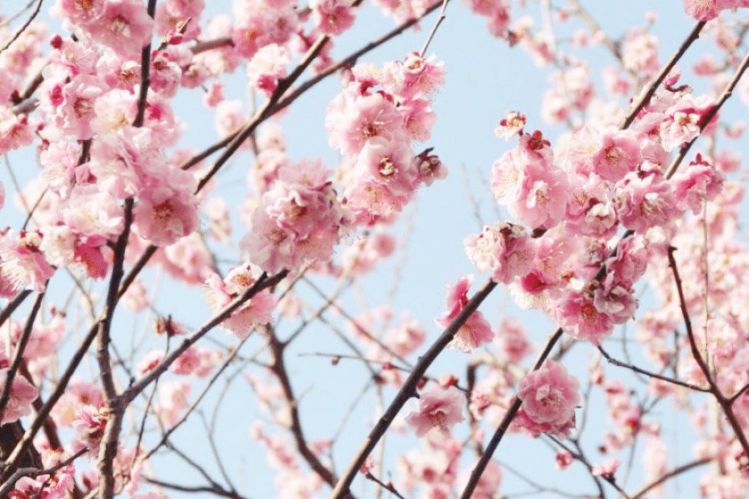 일본-2월-축제-세타가야-매화꽃-축제