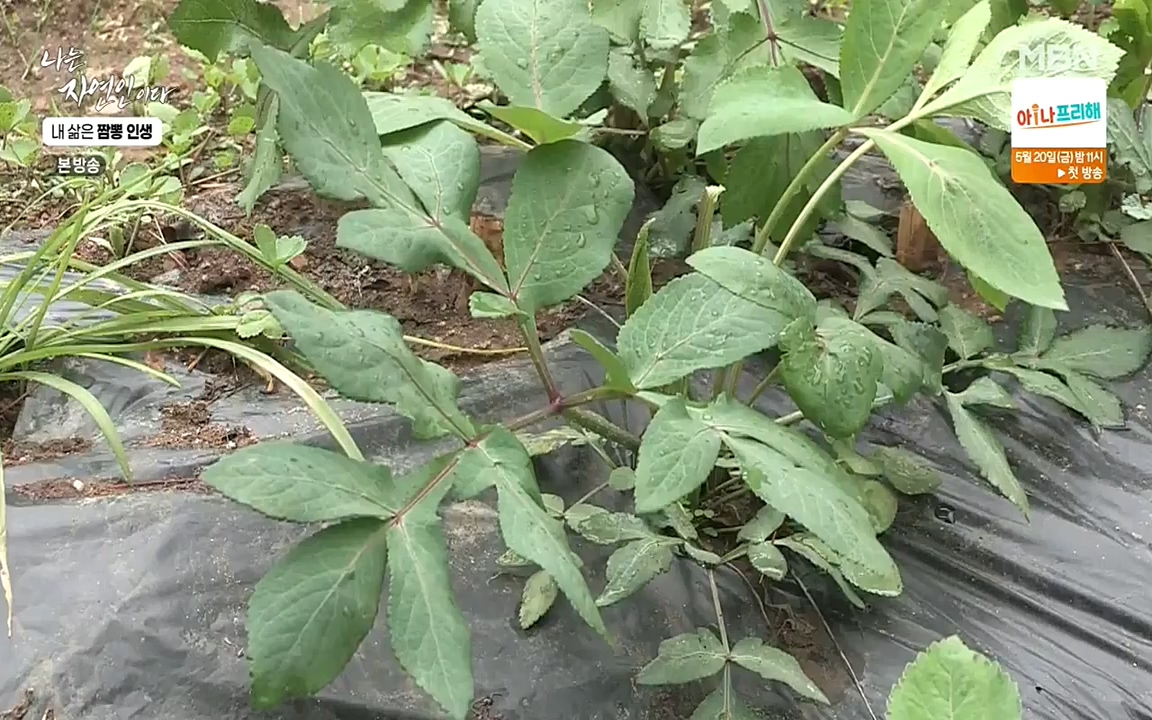 나는 자연인이다.E502.220519p-NEXT.mp4_20220519_182339.327.jpg