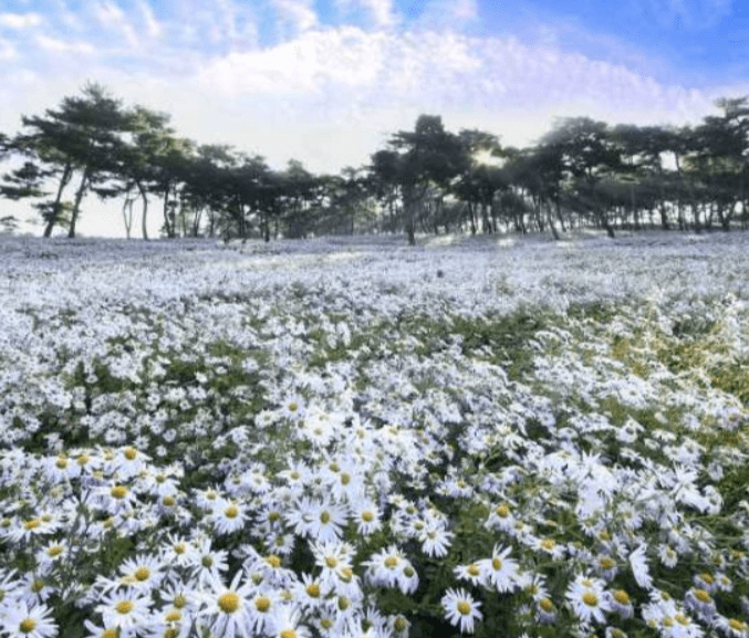 정읍 구절초 축제 기간 일정 가는길 주차장