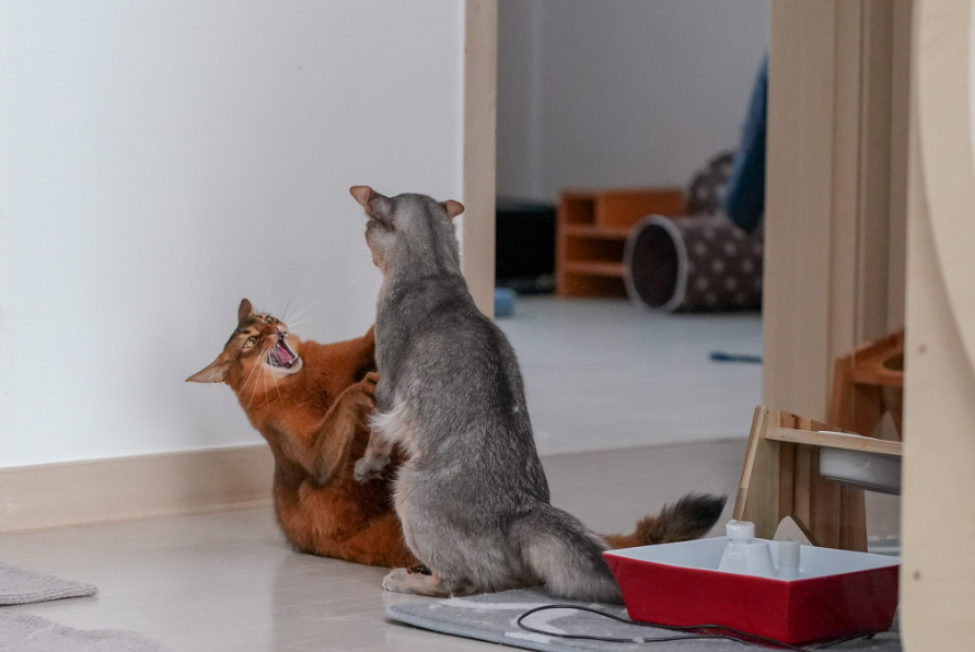  역동적인 고양이 사진