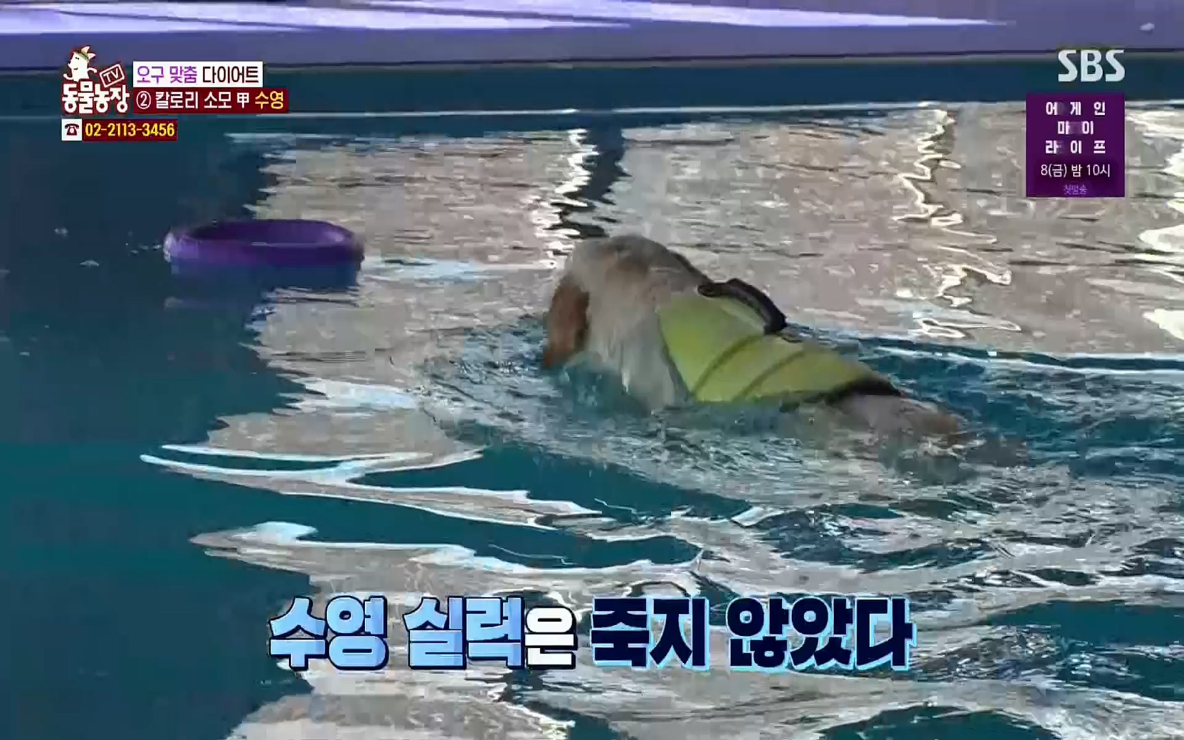 TV 동물농장.E1062.220327p.H264-F1RST.mp4_20220327_174423.123.jpg