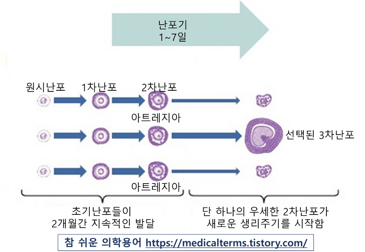 생리불순 치료법&#44; 생리 빨리 하는 법