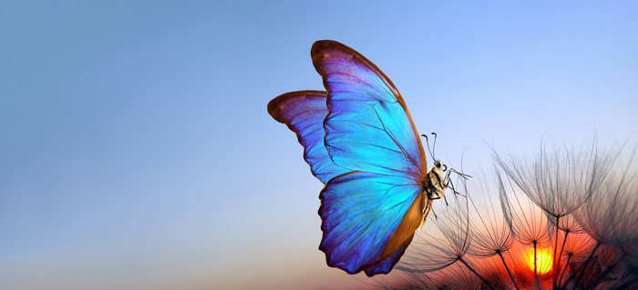파란 나비 blue butterfly