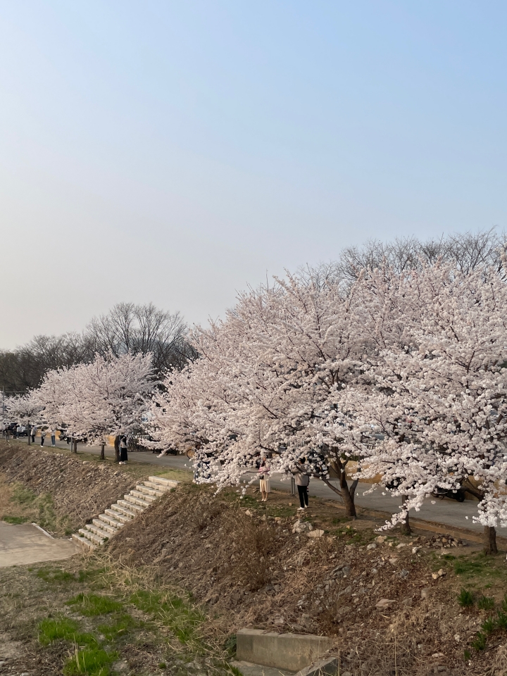 경마공원입구-벚꽃길