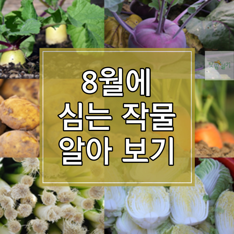 8월에 심는 작물 알아보기 썸네일