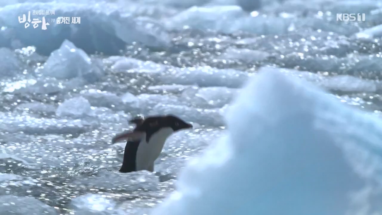 KBS 대기획 3부작 빙하.E01.240308p-NEXT.mp4_20240310_145932.237.jpg