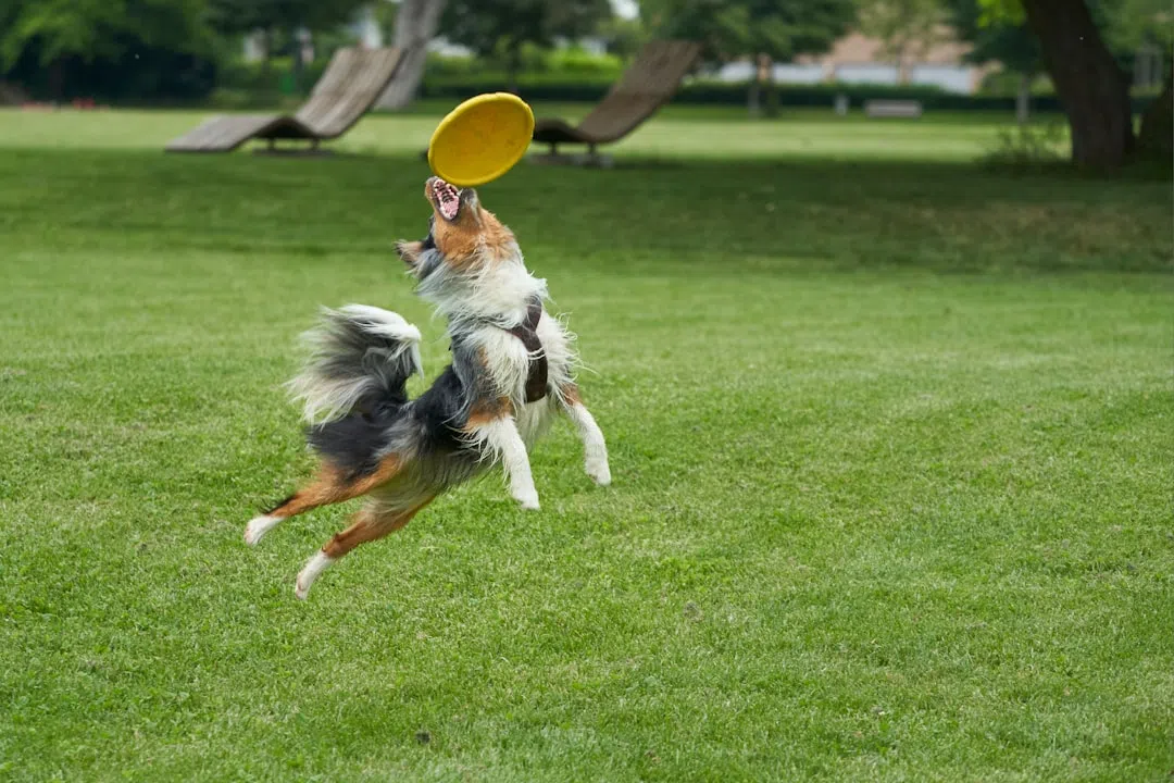 강아지디스크-강아지 뛰는 이미지
