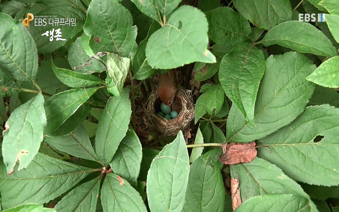 생존 3부_ EBS 다큐프라임_ 220629.avi_20220701_203953.276.jpg