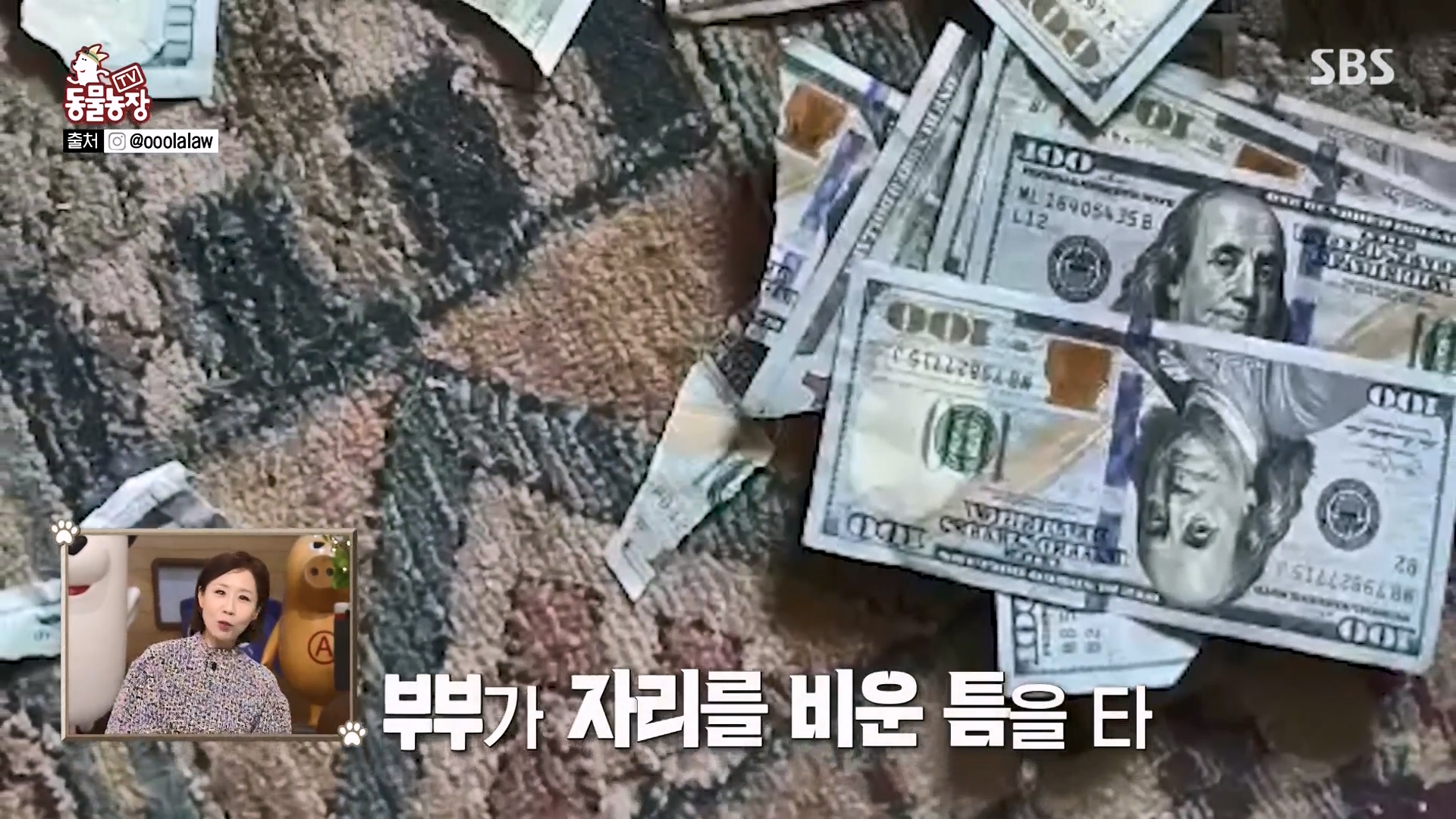 TV 동물농장.E1157.240204p-NEXT.mp4_20240204_164226.678.jpg