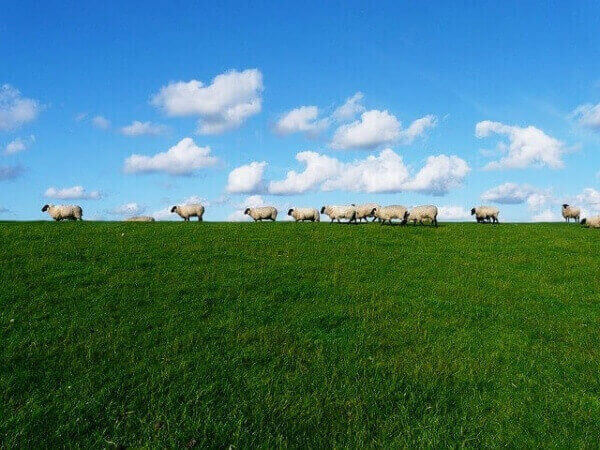 파란 하늘 배경으로 한 언덕에서 풀을 먹고 있는 양떼들 모습