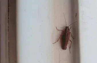 바퀴벌레 퇴치방법 총정리_11