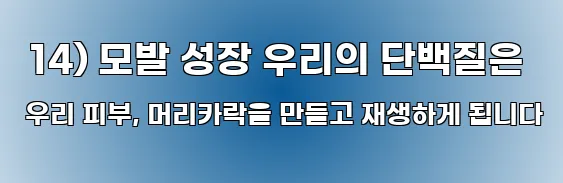  14) 모발 성장 우리의 단백질은 우리 피부, 머리카락을 만들고 재생하게 됩니다